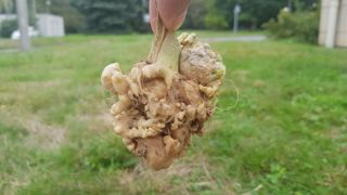 Un cinquième des sols, hydromorphes et acides en particulier, seraient exposés à la hernie des crucifères. Un cinquième des sols, hydromorphes et acides en particulier, seraient exposés à la hernie des crucifères.