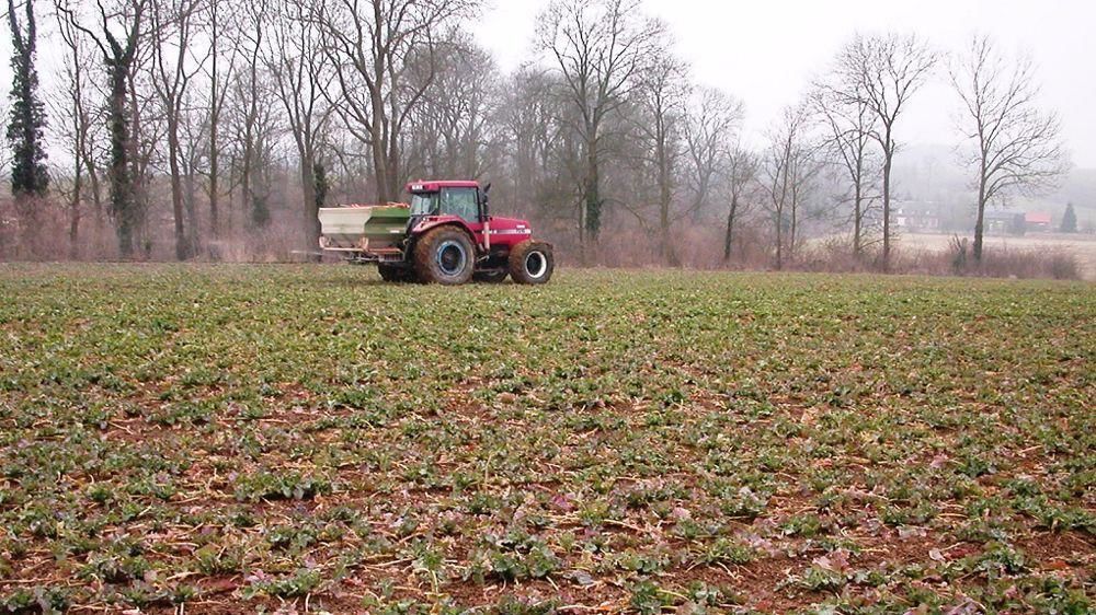 Fertilisation du colza