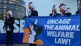 Devant le Parlement européen, une cinquantaine de membres d’associations européennes de défense de la cause animale ont interpellé les eurodéputés pour réclamer l’adoption de nouvelles lois encadrant les pratiques d’élevage. Devant le Parlement européen, une cinquantaine de membres d’associations européennes de défense de la cause animale ont interpellé les eurodéputés pour réclamer l’adoption de nouvelles lois encadrant les pratiques d’élevage.