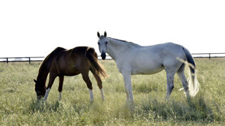 Le Système d’information relatif aux équidés (Sire) a, comme chaque année, révisé ses tarifs. Le Système d’information relatif aux équidés (Sire) a, comme chaque année, révisé ses tarifs.