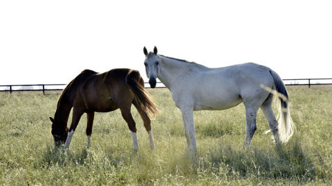 Le Système d’information relatif aux équidés (Sire) a, comme chaque année, révisé ses tarifs. Le Système d’information relatif aux équidés (Sire) a, comme chaque année, révisé ses tarifs.