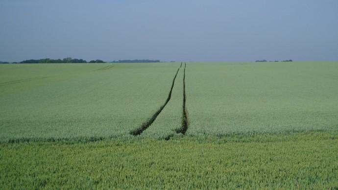 Champ de blé