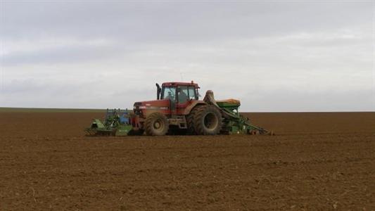 Semis de blé.