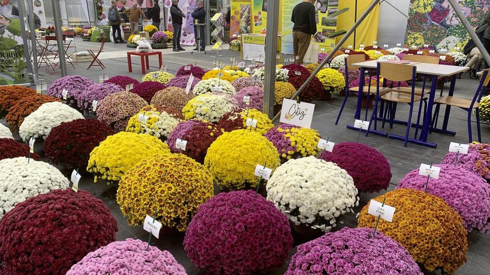 En 2025, Tournus, commune de Saône-et-Loire entre Lyon et Dijon, recevra le Salon d’automne du chrysanthème, des jeunes plants horticoles et des intrants.