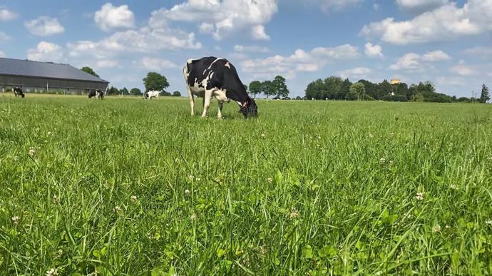 1 cm d'herbe sur 1 ha équivaut à 250 kg MS de fourrage. Reste ensuite à optimiser le stade de pâturage pour améliorer la valeur alimentaire de l'herbe sur pied.