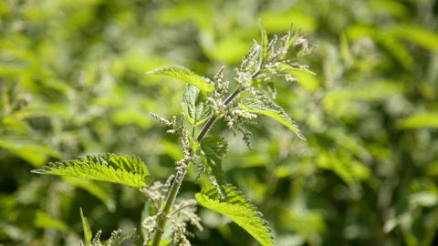 Pour la fabrication des macérations, privilégier des plantes fraîches et entières (ici grande ortie).