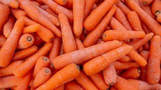 Les rendements en carottes commercialisables pour la campagne de 2024-2025 ont diminué en raison d'une forte pluviométrie sur le territoire. Les rendements en carottes commercialisables pour la campagne de 2024-2025 ont diminué en raison d'une forte pluviométrie sur le territoire.