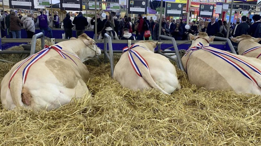 Blonde d'Aquitaine Sia Blonde d'Aquitaine Sia