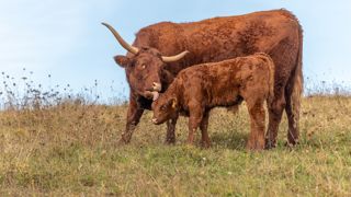Témoignage d’éleveur