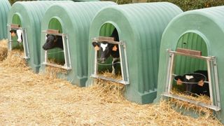 Les prix des veaux laitiers sont en forte hausse dans tous les pays producteurs.