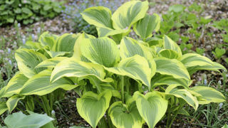 Les hostas sont particulièrement appréciés des limaces et escargots. Les hostas sont particulièrement appréciés des limaces et escargots.