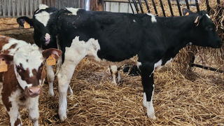 Au second plan, la génisse holstein de 6 mois présente un retard de croissance. Elle a le même développement corporel que la génisse de 4 mois au centre de la photo. Au second plan, la génisse holstein de 6 mois présente un retard de croissance. Elle a le même développement corporel que la génisse de 4 mois au centre de la photo.