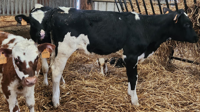 Au second plan, la génisse holstein de 6 mois présente un retard de croissance. Elle a le même développement corporel que la génisse de 4 mois au centre de la photo.