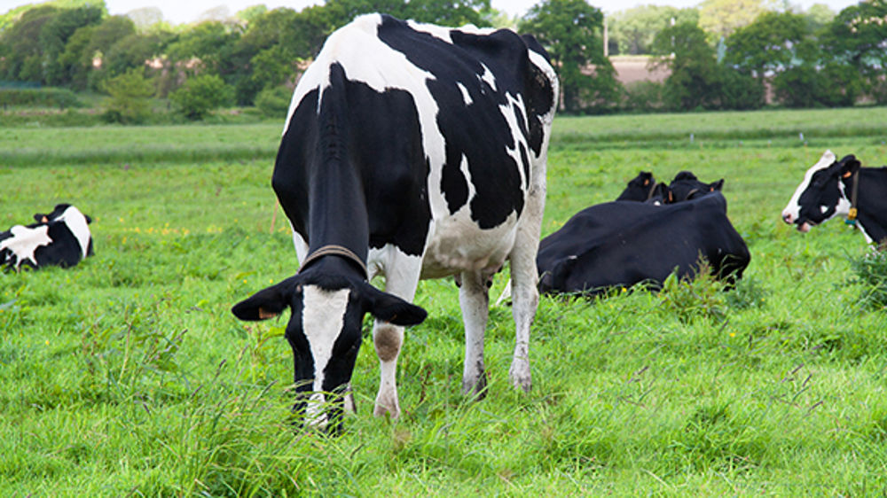 Valoriser l’herbe pâturée tout en minimisant le risque de chute du taux butyreux