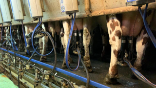 En salle de traite, tirer les premiers jets et palper la mamelle sont les meilleurs gestes de détection des mammites. En salle de traite, tirer les premiers jets et palper la mamelle sont les meilleurs gestes de détection des mammites.