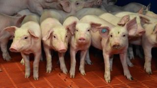 Pour répondre à la hausse de la demande, la production porcine nécessite d’être consolidée, prévient Inaporc.