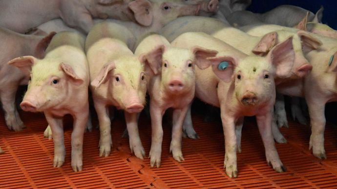 [] Maintenir la production porcine pour limiter les importations