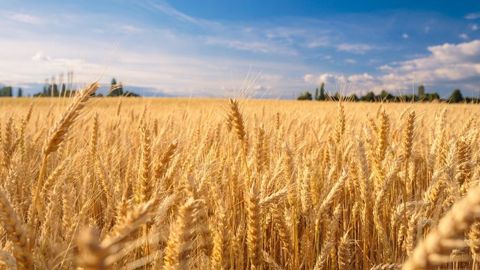 Les rendements en blé s'infléchissent davantage dans les pays du Sud, où les changements climatiques sont plus drastiques.