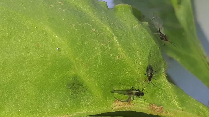 Environ 84 % des surfaces de  betteraves ont été traitées en 2024 contre les pucerons.