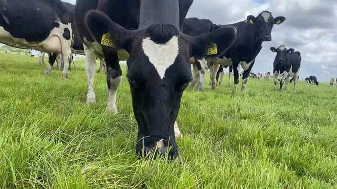 La tétanie d'herbage, ou hypomagnésie, touche principalement les animaux ayant de grands besoins en magnésium, comme les animaux en fin de gestation ou en début de lactation.