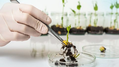 Plusieurs amendements adoptés ce vendredi, autorisent les Etats membres à interdire la culture de végétaux NTG 2 sur leur territoire, et prévoient la création d'un groupe d'experts chargés d'évaluer l'impact des brevets.
