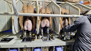En 2024, la collecte de lait de chèvre a de nouveau reculé en France. En 2024, la collecte de lait de chèvre a de nouveau reculé en France.