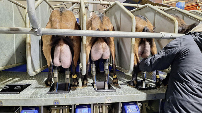 [] La production de lait de chèvre a continué de reculer