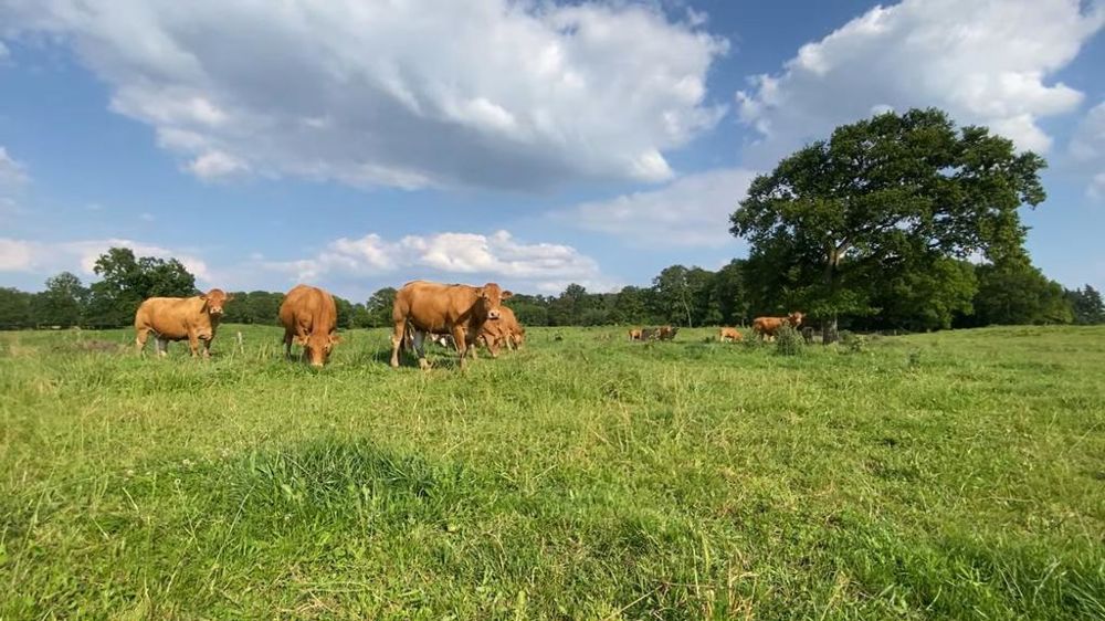 Limousines au pâturage Limousines au pâturage