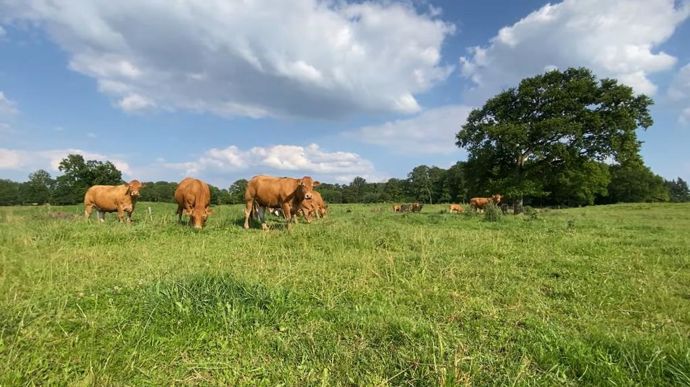 Pour mieux évaluer l'impact de la décapitalisation bovine, Interbev a commandé une étude au cabinet de conseil Ceresco.