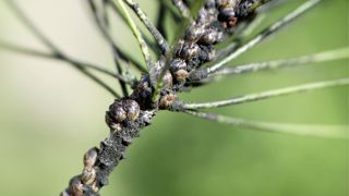 Cochenille-tortue du pin (Toumeyella parvicornis), à Rayol-Canadel-sur-Mer (83).
