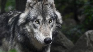 L'amendement adopté par les députés espagnols stipule que l'abattage des loups pourra « se justifier » en cas de menace pesant sur le « système productif ». Votée pour le nord du pays, la mesure pourrait être étendue prochainement à l'ensemble de l'Espagne. L'amendement adopté par les députés espagnols stipule que l'abattage des loups pourra « se justifier » en cas de menace pesant sur le « système productif ». Votée pour le nord du pays, la mesure pourrait être étendue prochainement à l'ensemble de l'Espagne.