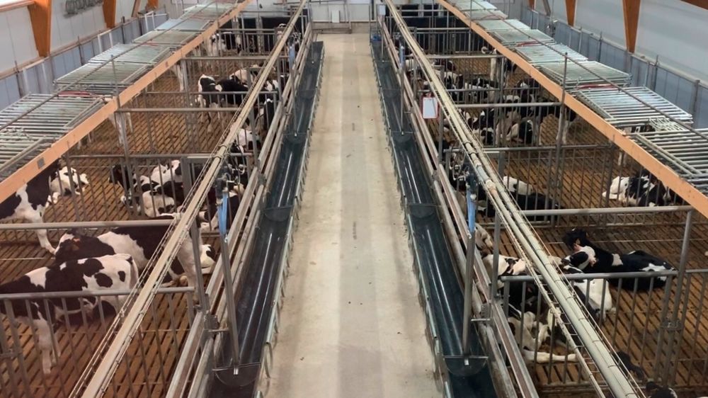 Elevage de veaux de boucherie du Cirveau