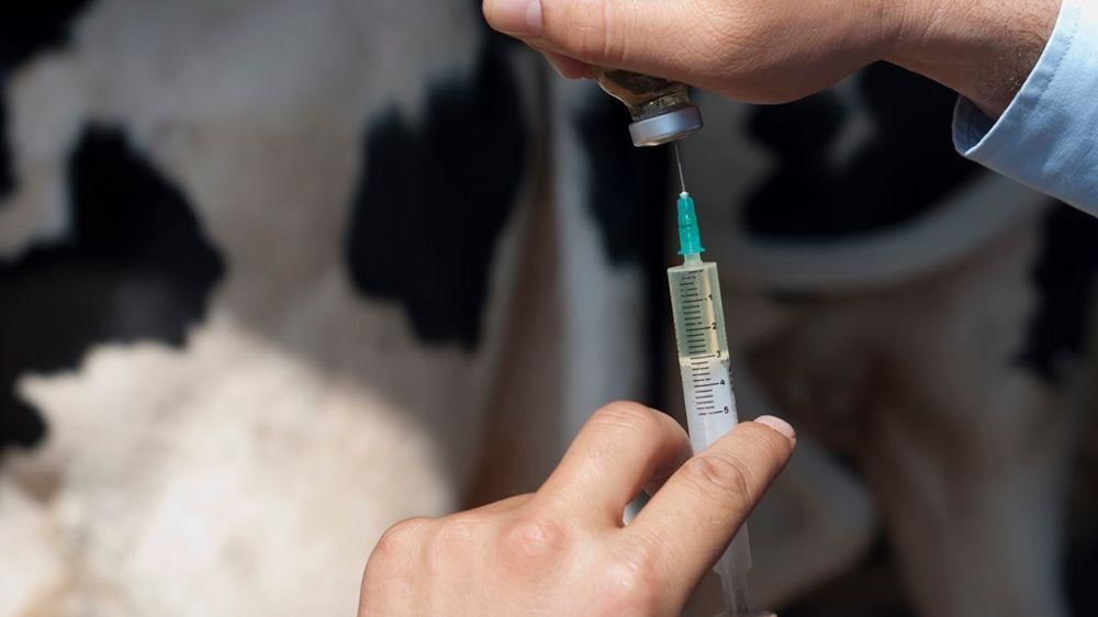 Vaccination des vaches contre la FCO