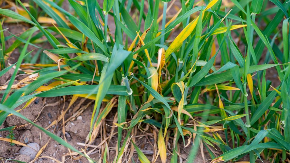 Maladies foliaires du blé : ouvrez l’œil dès à présent