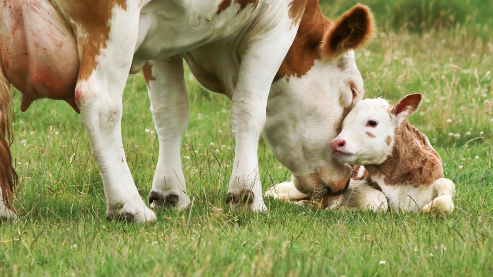 Deux leviers pour améliorer les résultats de repro : réduire l’IVV et abaisser l’âge du premier vêlage. 
