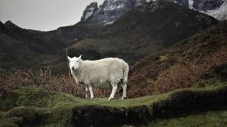La découverte d'un mouton atteint de l'influenza aviaire s'inscrit dans un contexte d'inquiétude croissante concernant la capacité du virus H5N1 à franchir la barrière des espèces. (Photo d'illustration)