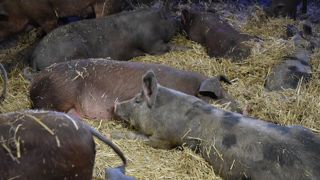 L’âge des porcins pour l’abattage est compris entre huit mois et un an, avec deux poids carcasse possible : plus et moins de 120 kg. L’âge des porcins pour l’abattage est compris entre huit mois et un an, avec deux poids carcasse possible : plus et moins de 120 kg.