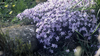 Le Phlox bifida, ou phlox des sables, est une plante herbacée vivace qui fleurit au printemps. Le Phlox bifida, ou phlox des sables, est une plante herbacée vivace qui fleurit au printemps.