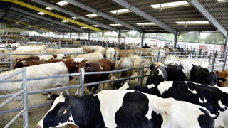Cédric Mandin, secrétaire de la FNB, dénonce une pression à la baisse sur les cotations françaises, « notamment sur les vaches laitières ». Cédric Mandin, secrétaire de la FNB, dénonce une pression à la baisse sur les cotations françaises, « notamment sur les vaches laitières ».