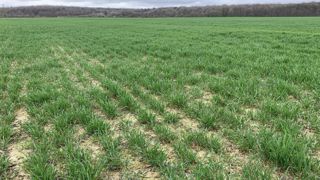 Selon FranceAgriMer au 24 mars 2025, le stade épi 1 cm était atteint sur 42 % des surfaces de blé tendre, contre 80 % en 2024 et 71 % en moyenne sur les cinq dernières années. Selon FranceAgriMer au 24 mars 2025, le stade épi 1 cm était atteint sur 42 % des surfaces de blé tendre, contre 80 % en 2024 et 71 % en moyenne sur les cinq dernières années.