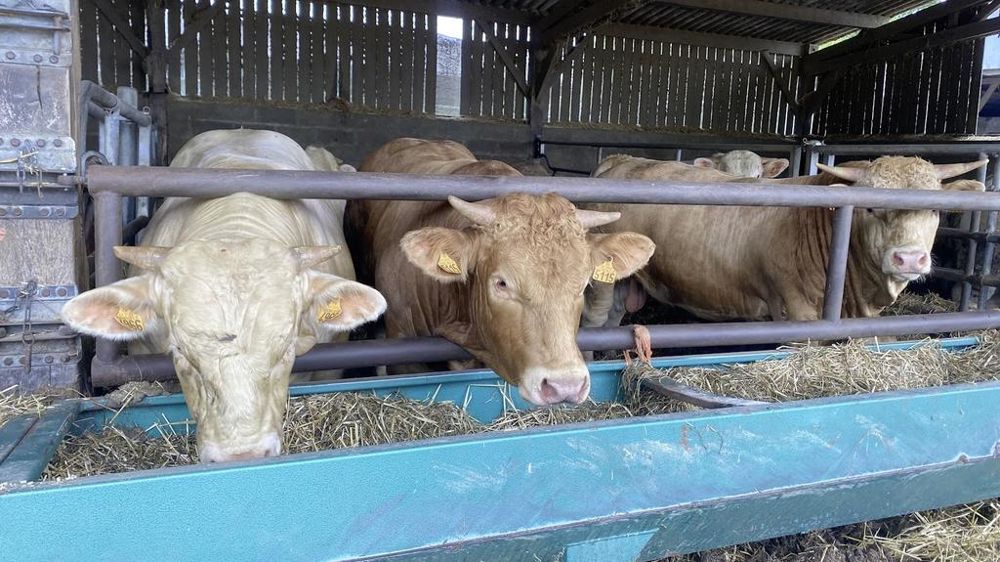 Engraissement de broutards