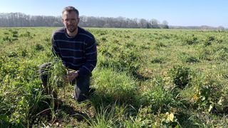 Ces 6 ha de luzerne ont été semés fin août après la récolte de blé qui s’est avéré infesté de ray grass. Baptiste Lemonnier a broyé l’adventice en mars pour laisser passer la lumière. L’objectif est que la luzerne, par sa pousse rapide, prenne le dessus. (photo ci-dessous)