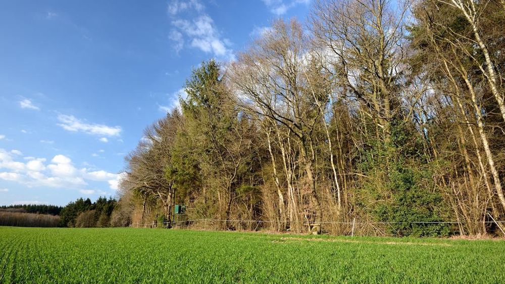 Champ de blé en bordure de forêt