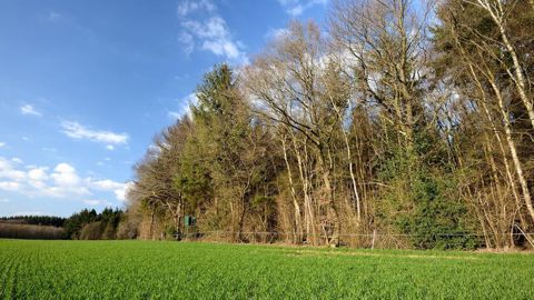 La présence de septoriose sur les feuilles basses est signalée dans certaines régions.