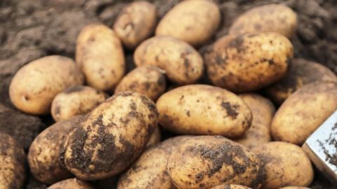 Pour le CNIPT, les fondamentaux de marchés restent solides pour la pomme de terre fraiche. Pour le CNIPT, les fondamentaux de marchés restent solides pour la pomme de terre fraiche.