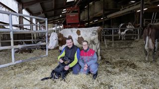 Guillaume Delavelle et Morgane Louvet choisissent 35 vaches en début de gestation pour limiter la surveillance du deuxième troupeau. Guillaume Delavelle et Morgane Louvet choisissent 35 vaches en début de gestation pour limiter la surveillance du deuxième troupeau.