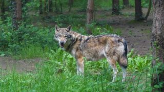 A l'exception du Lot-et-Garonne, les loups ont été détectés de manière occasionnelle ou permanente dans tous les départements de la Nouvelle-Aquitaine. A l'exception du Lot-et-Garonne, les loups ont été détectés de manière occasionnelle ou permanente dans tous les départements de la Nouvelle-Aquitaine.
