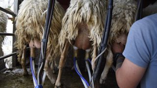 C’est la Région Occitanie qui pèse dans la balance, avec des pertes de livraisons de 3,4 %. Les volumes collectés sont restés stables en Nouvelle-Aquitaine et en Corse.