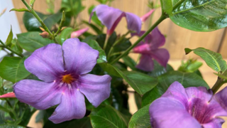 Dipladenia Sundaville® Blue. Dipladenia Sundaville® Blue.