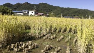 Malgré la présence de césium radioactif dans le sol de ce champ expérimental au Japon, les grains de ce riz génétiquement modifié en étaient exempts. Malgré la présence de césium radioactif dans le sol de ce champ expérimental au Japon, les grains de ce riz génétiquement modifié en étaient exempts.